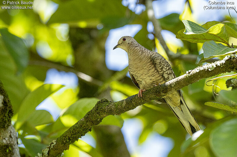 Colombe incaadulte