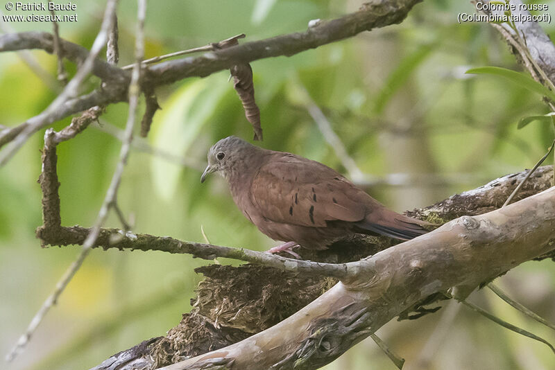 Colombe rousse, identification