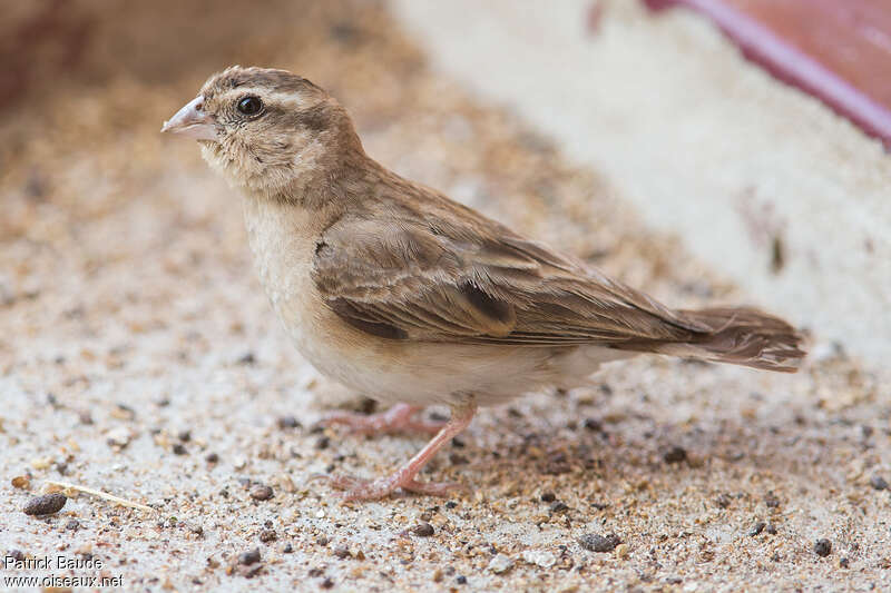 Village Indigobird female adult, identification