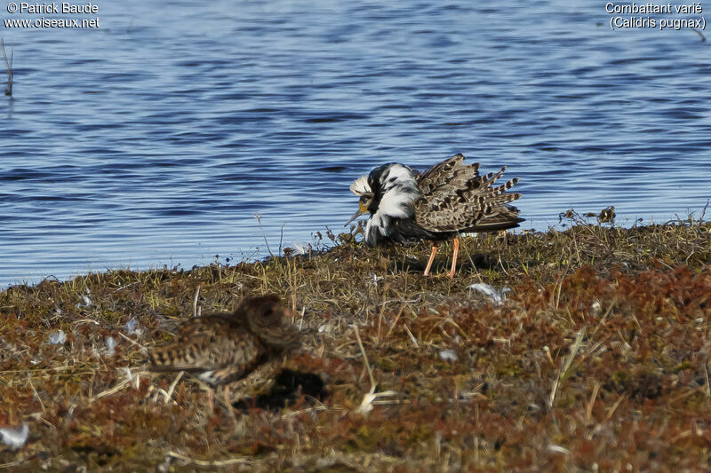 Ruff male adult breeding