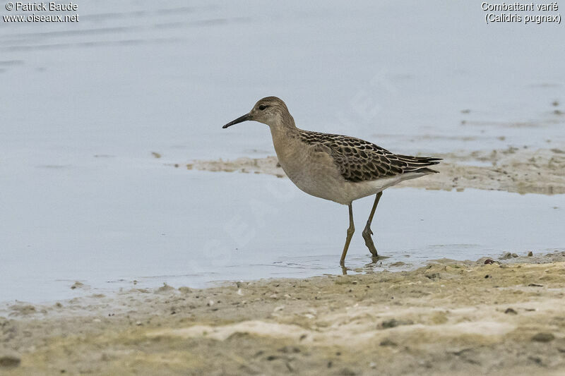 Combattant variéjuvénile, identification