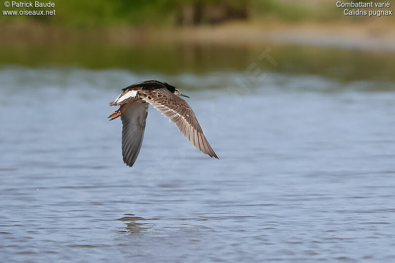 Ruff male, identification