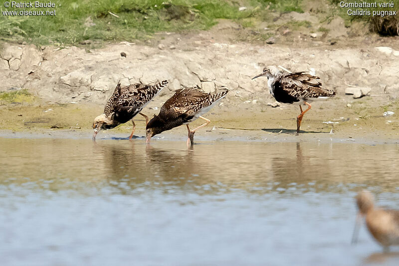 Ruff male adult breeding, identification