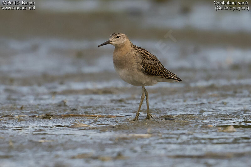 Combattant varié, identification