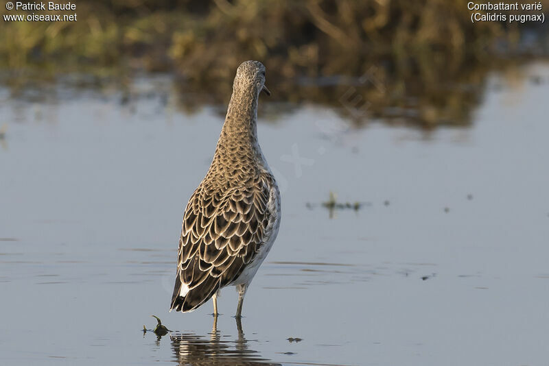 Combattant variéadulte, identification