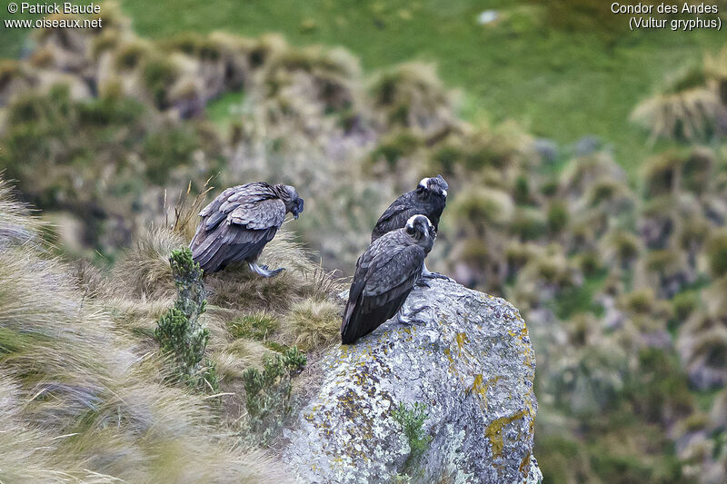 Condor des Andesadulte