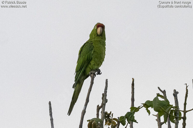 Orange-fronted Parakeetadult