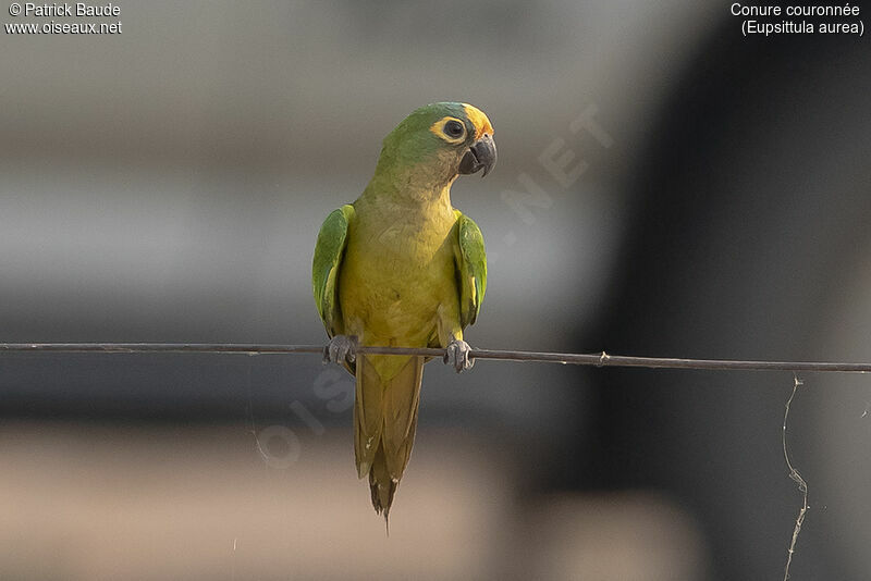 Conure couronnéeadulte