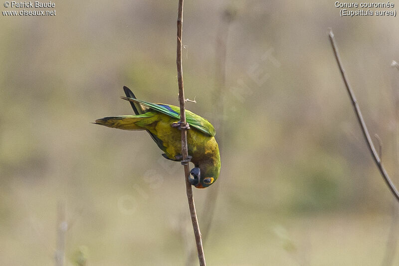 Peach-fronted Parakeet