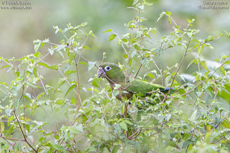 Olive-throated Parakeetadult