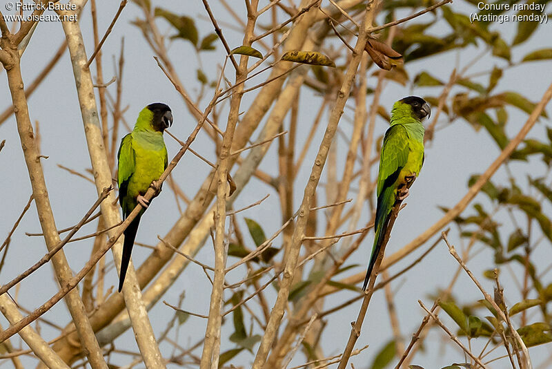 Conure nandayadulte