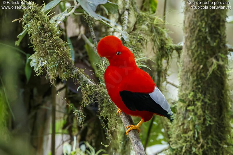 Andean Cock-of-the-rock male adult