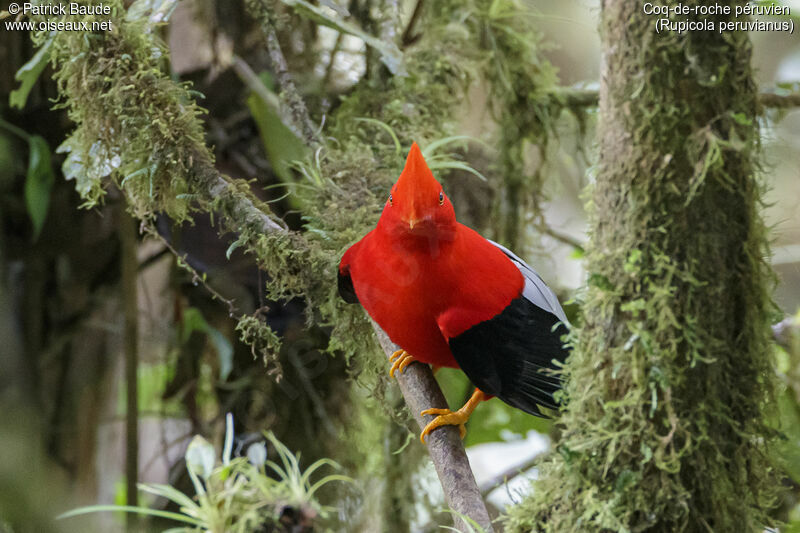 Andean Cock-of-the-rock male adult