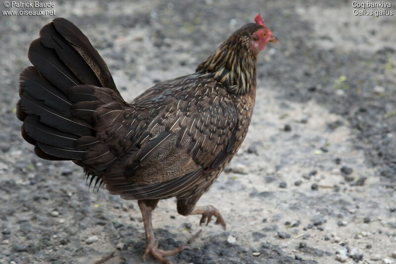 Coq bankiva femelle adulte, identification