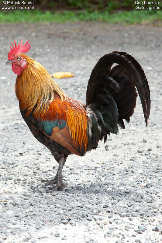 Red Junglefowl male adult, identification