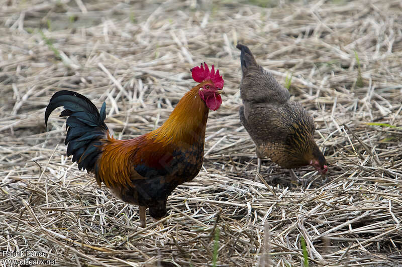 Red Junglefowladult breeding, pigmentation