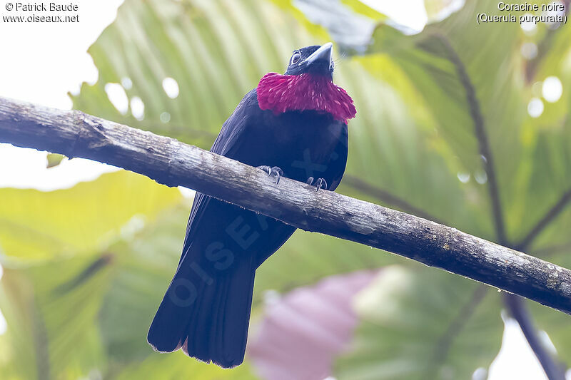 Purple-throated Fruitcrow