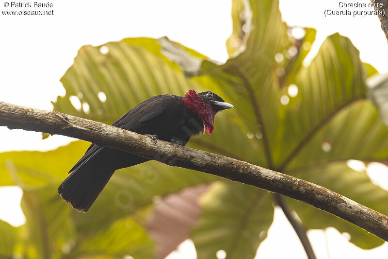 Purple-throated Fruitcrow