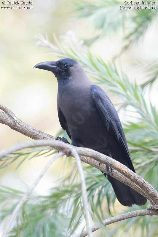 Corbeau familieradulte, identification