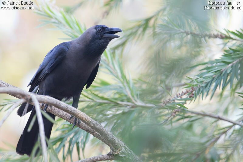 Corbeau familieradulte, identification