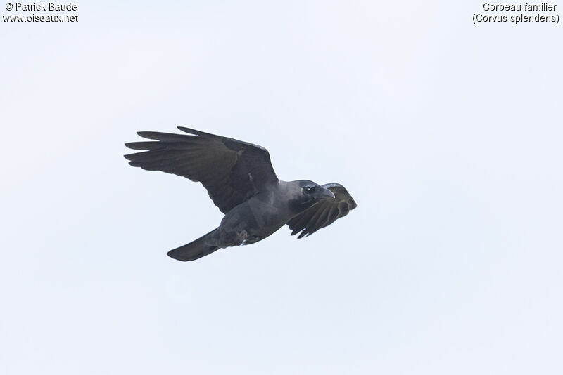 House Crowadult, identification