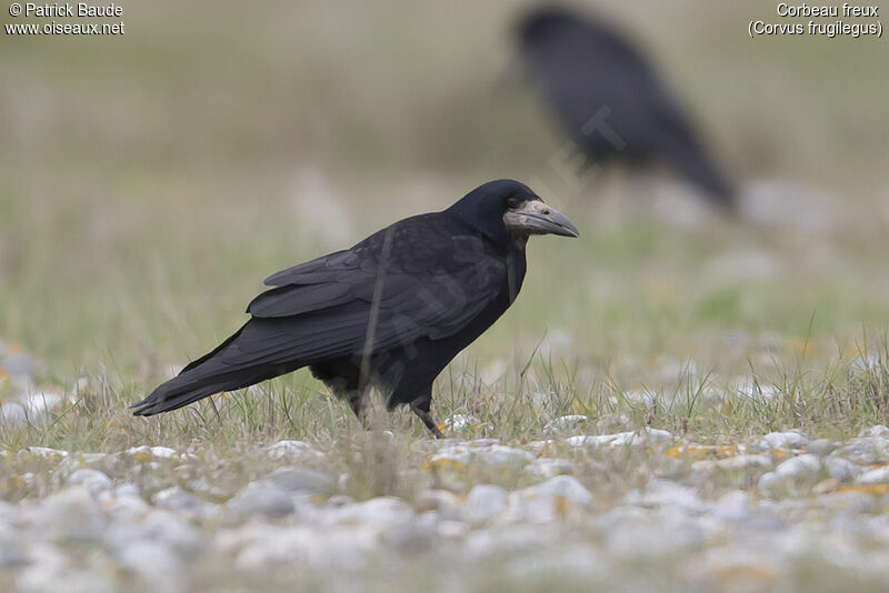 Corbeau freuxadulte, identification