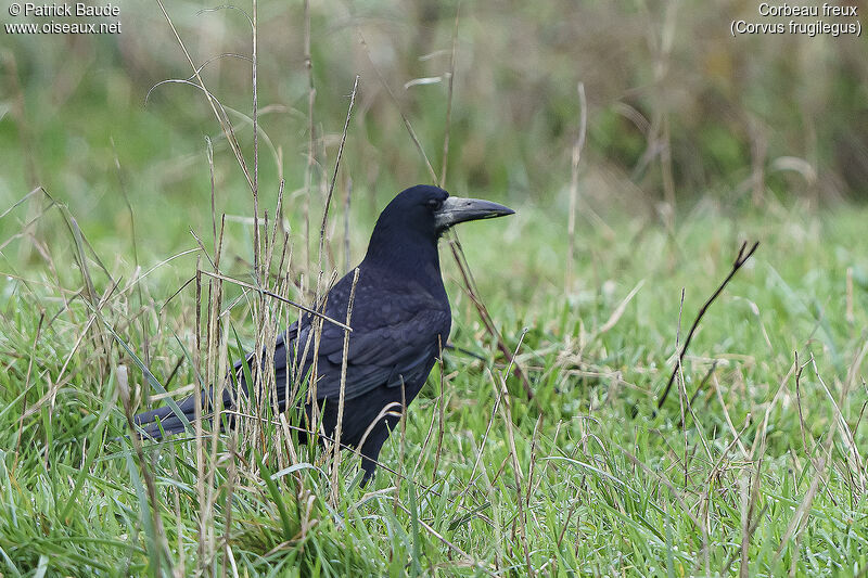 Corbeau freuxadulte