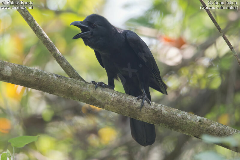 Corbeau indienadulte, identification