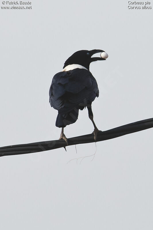 Pied Crowadult, identification