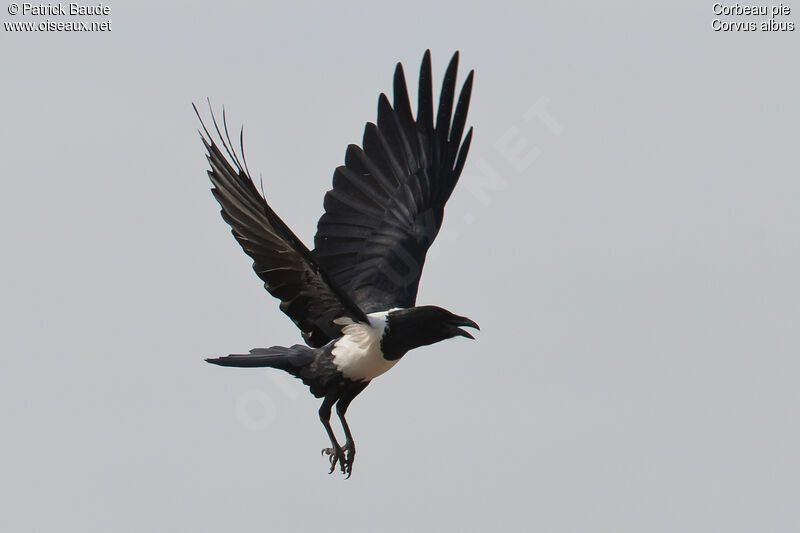 Pied Crowadult, Flight