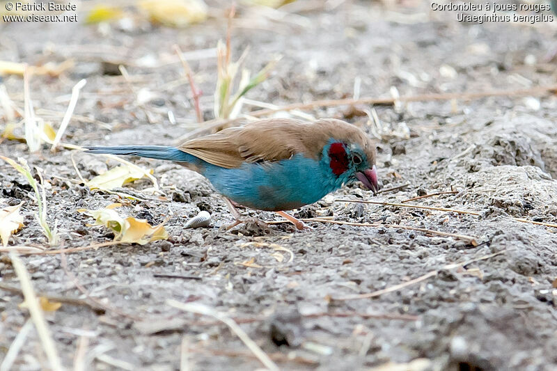 Red-cheeked Cordon-bleu male adult, identification