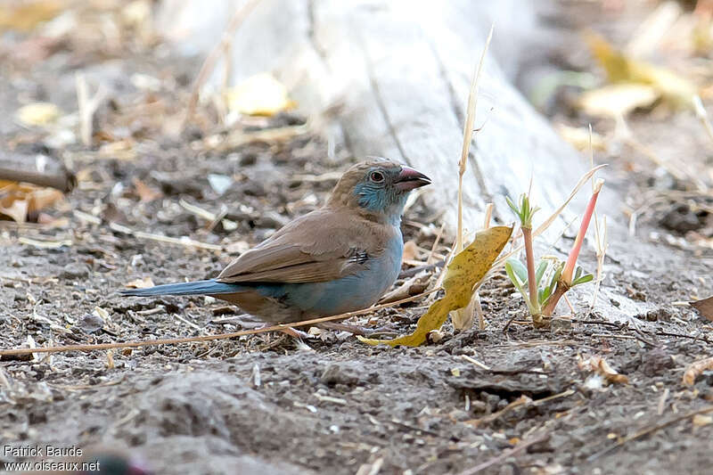 Red-cheeked Cordon-bleu female adult, identification