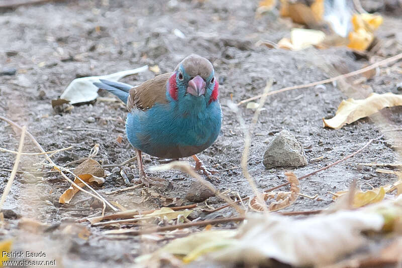 Cordonbleu à joues rouges mâle adulte, portrait