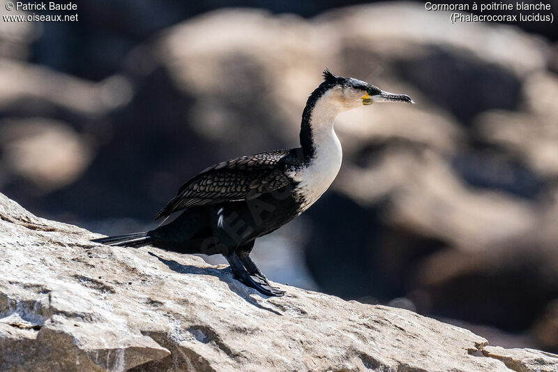 White-breasted Cormorantadult