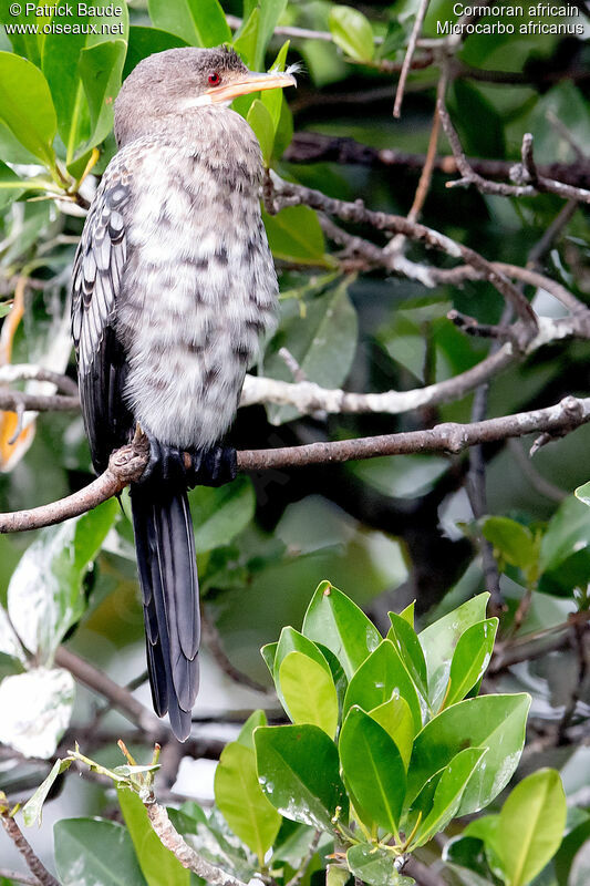 Cormoran africainimmature, identification