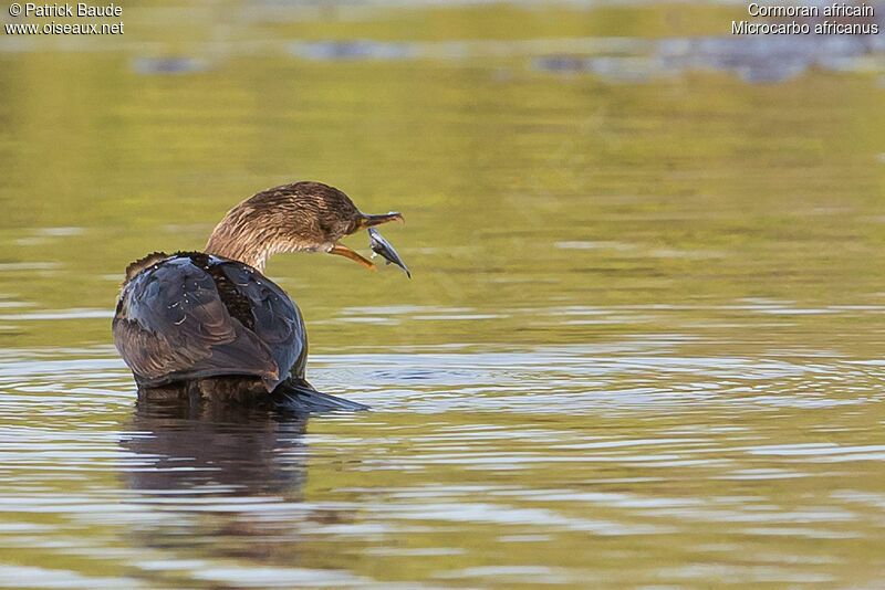 Cormoran africainjuvénile, identification