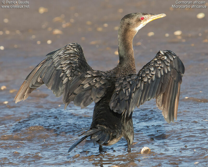 Cormoran africainimmature, identification