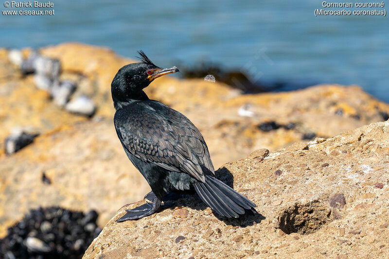 Crowned Cormorantadult