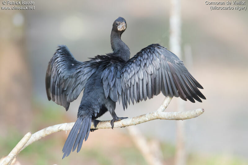 Little Cormorantadult, identification