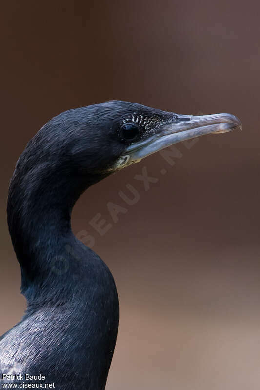 Cormoran de Vieillotadulte, portrait