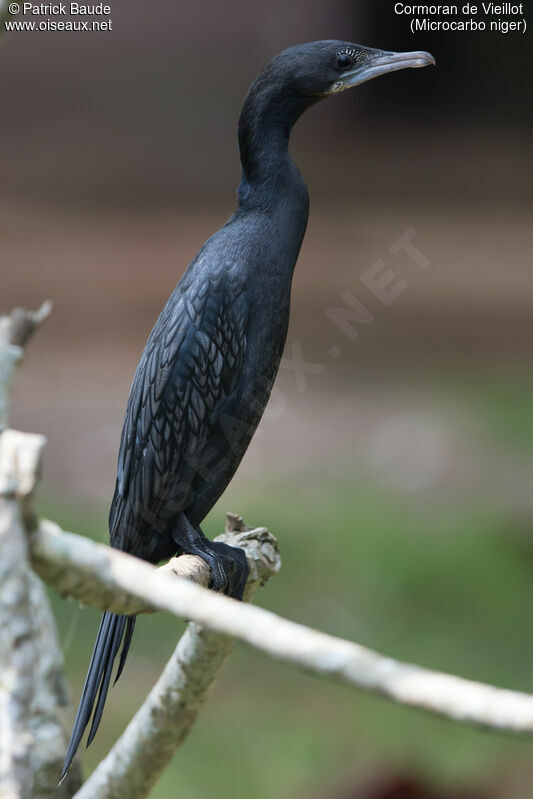 Cormoran de Vieillotadulte, identification