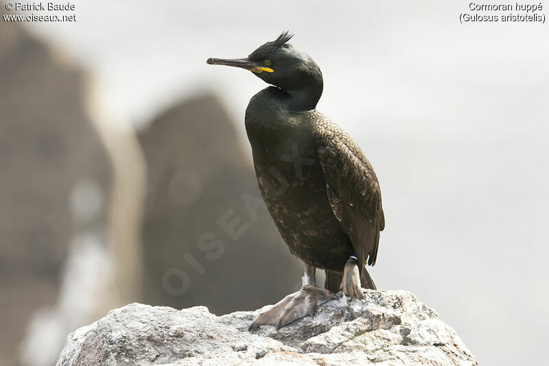 European Shagadult breeding, identification