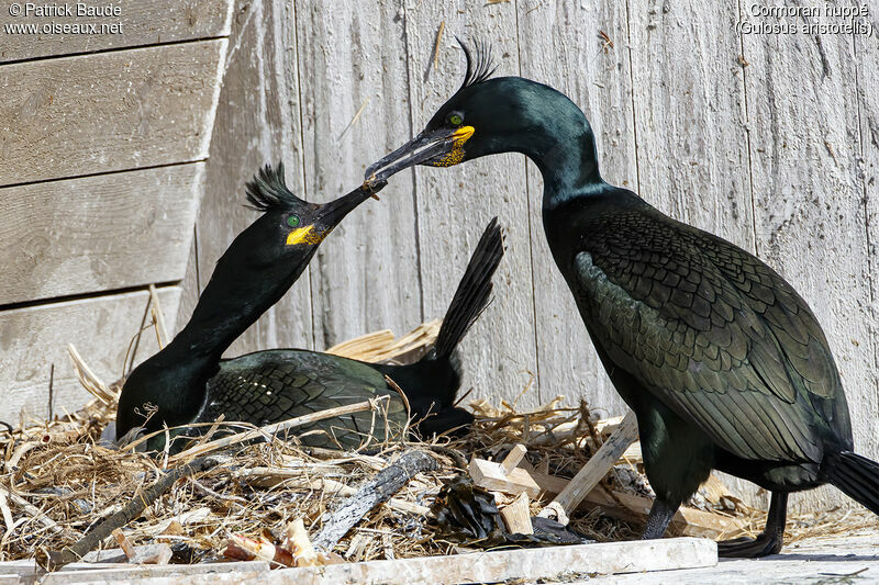 Cormoran huppéadulte nuptial