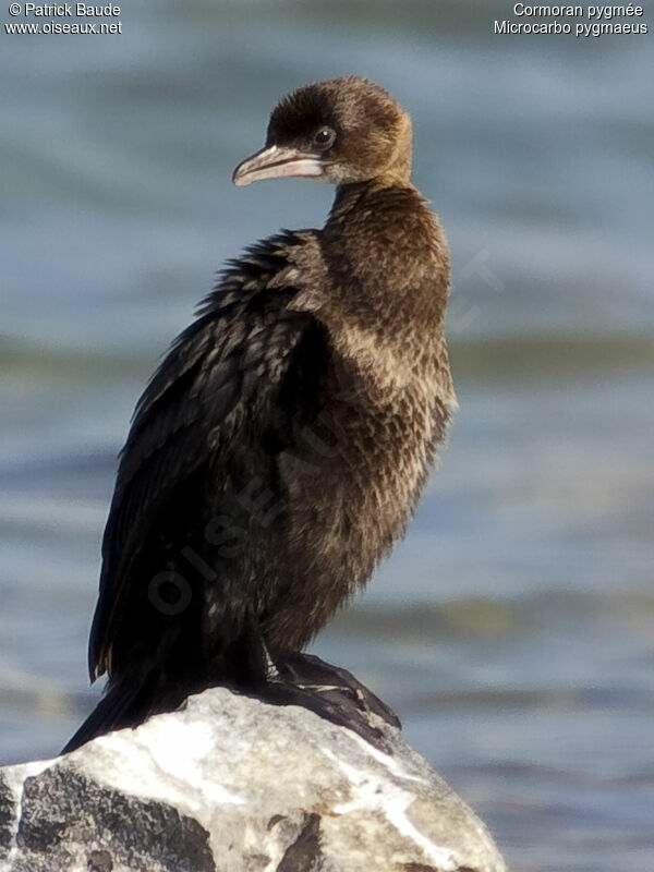 Cormoran pygméeadulte internuptial, identification