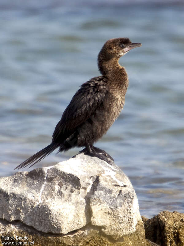 Cormoran pygmée1ère année, identification