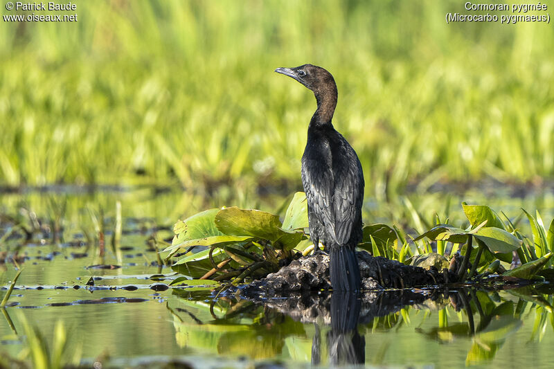 Cormoran pygméeadulte nuptial