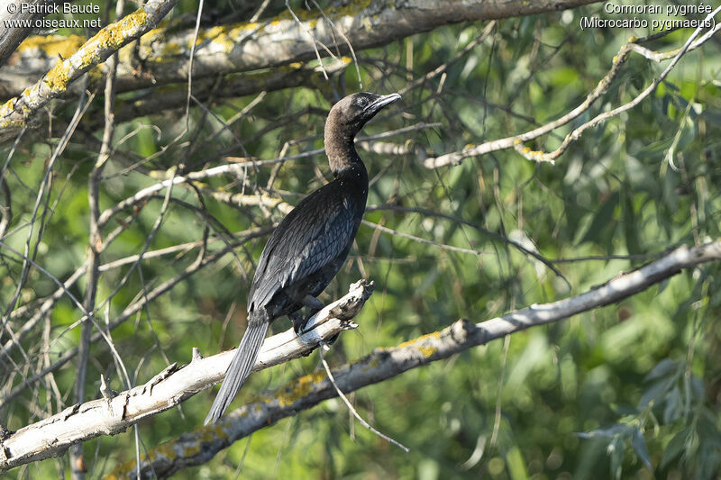 Cormoran pygméeadulte nuptial