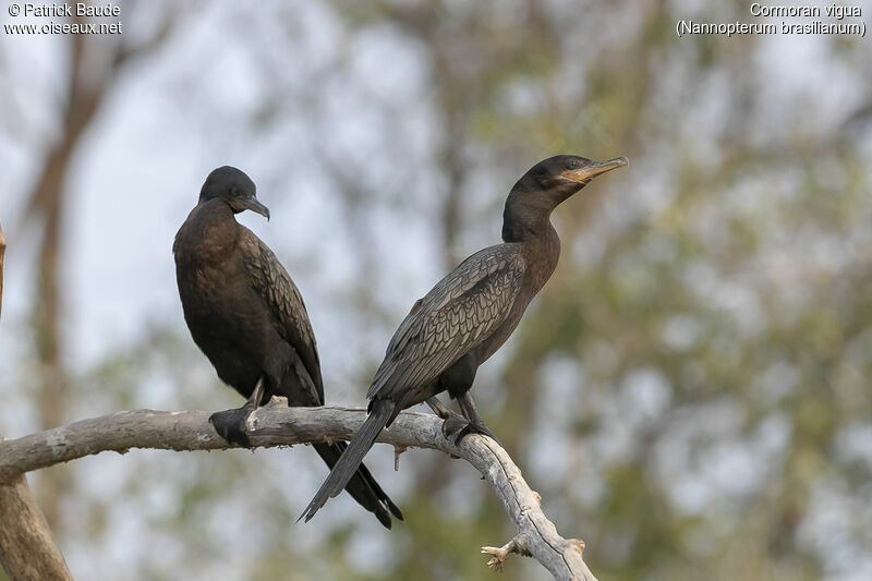 Cormoran viguaadulte