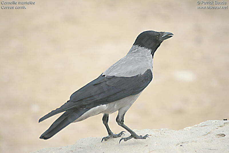 Hooded Crow