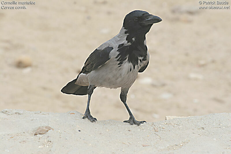 Hooded Crow